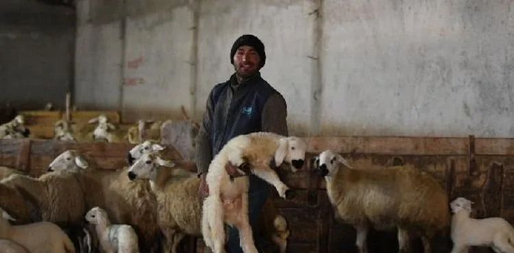 Sözleşmeli öğretmenliği bıraktı, 600 koyunluk sürünün sahibi oldu