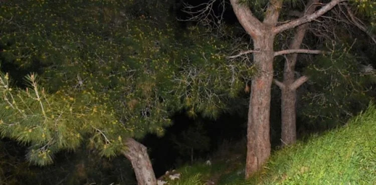 İzmir'de ormanlık alanda kafatası ve kaburga kemikleri bulundu