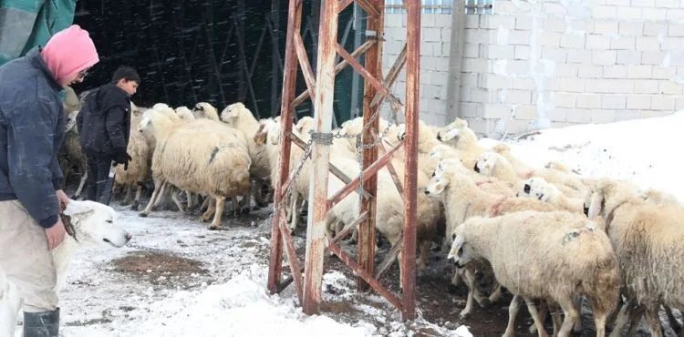 KOCASİNAN BELEDİYESİ, 18 BÜYÜKBAŞ VE 60 KÜÇÜKBAŞ HAYVANI SON ANDA KURTARDI