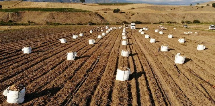 Patates, çiftçinin yüzünü güldürdü