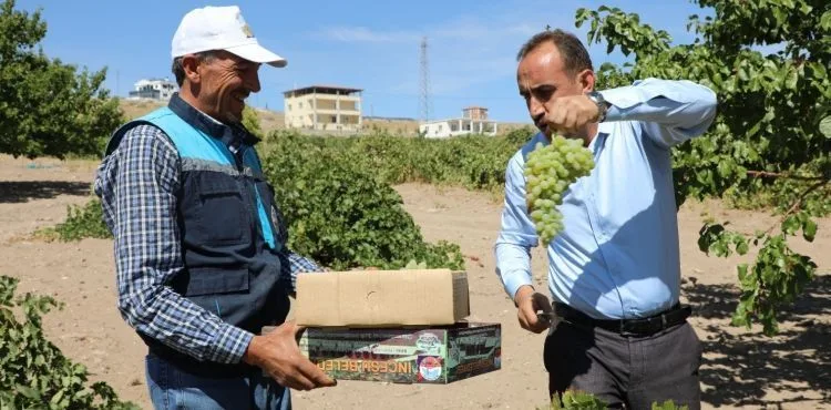 İncesu’da üzümün pekmez yolculuğu başladı