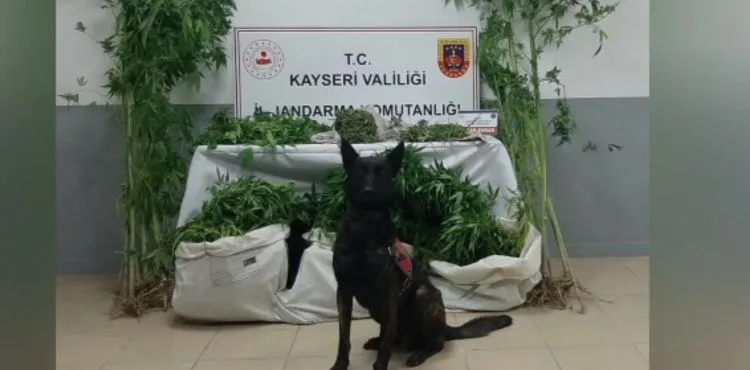 Kenevir serası kuran zehir tacirleri yakalandı