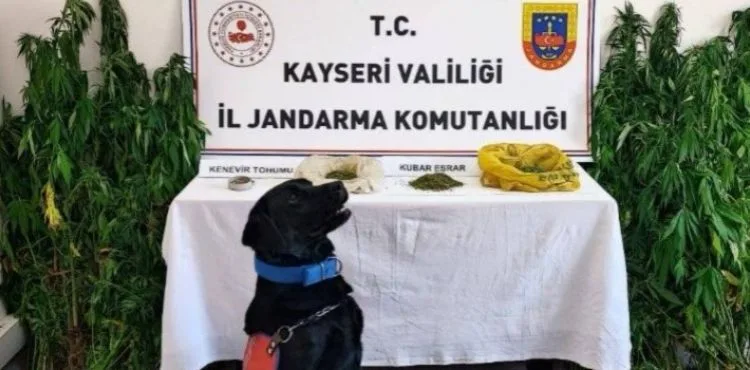 Yasadışı kenevir bitkisi ektiği tespit edilen şüpheliye gözaltı