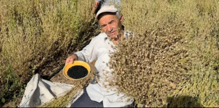 Develi'de çörek otu hasadı başladı