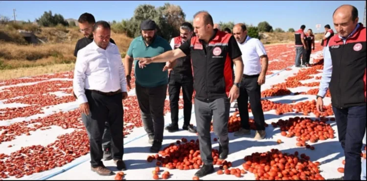 Yeşilhisar’da üretilen domatesler kurutularak ihraç ediliyor