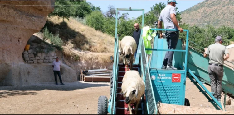 TALAS'TA 16 BİN KOYUN BU BANYODAN GEÇTİ