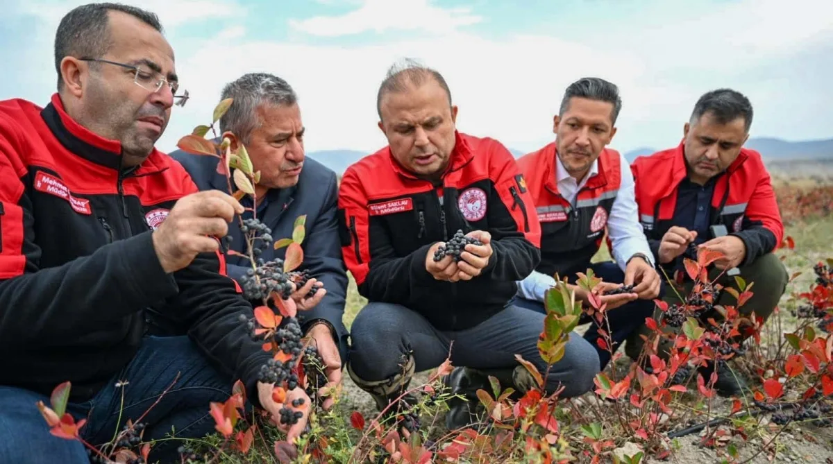 SAFRAN ÜRETİLDİ, ARONYA HASADI YAPILDI