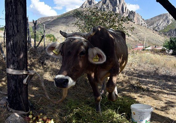 Firari inek! Bayburt'tan kat, Gmhane'de bulundu